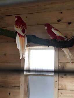 Prodam papoušky - 3