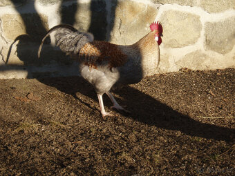 Kohout, kohouti do chovu - 3