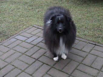 Sheltie/šeltie - bicolor pes s PP a zdravotními testy - 3