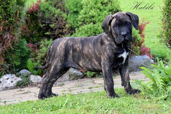 Cane Corso štěňata s FCI PP - 3