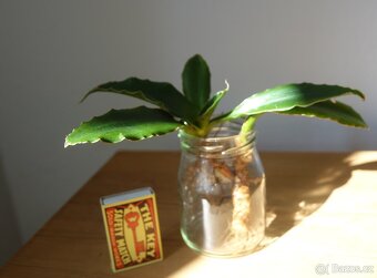 Sukulent, tchynin jazyk, Sansevieria - 3