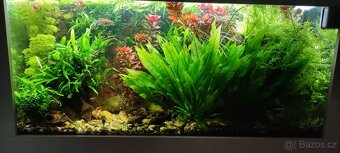 Rostliny akvarijní prostřih - 3