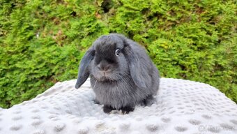 Zakrslý beránek, králíček, králík - PIPER - 3
