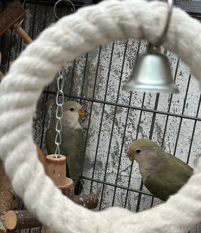 papoušík Agapornis Růžohrdlý - 3