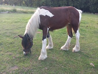 Alisa hledá domov🏡 - 3