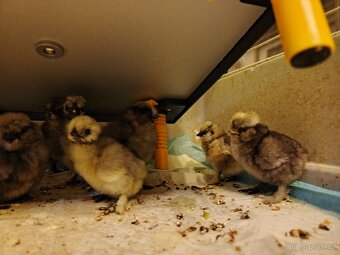 Hedvabnička usa kuřata - 3