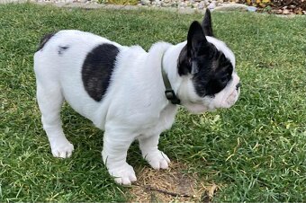 Francouzský buldoček bez PP - 3