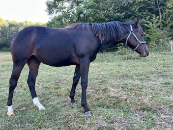 Perspektivní Paint Horse kobylka - 3