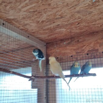 Kakariki rudočelý - 3