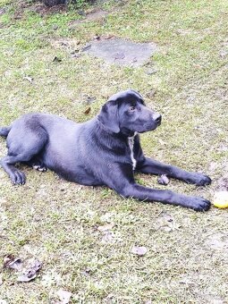 Darujem labradora/ Weimarského stavača - 3