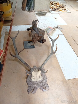 Jelení a srnčí trofeje - 3