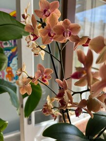 Střední orchidej - 3