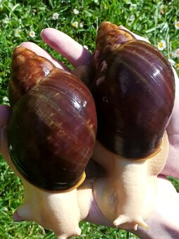 Africký šnek - Archachatina puylaerti leucistic body - 3
