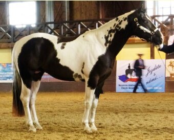 Luxusní PAINT Horse plemeník, DOUBLE HOMOZYGOT - 3