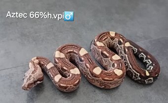 Hroznýš královský (boa constrictor) - 3