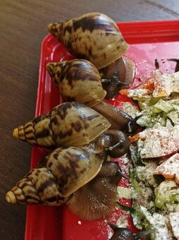 Lissachatina reticulata classic - Africký šnek - 3