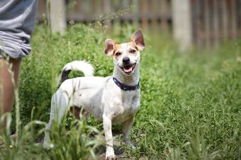 Sezík - x Jack Russel teriér, aktivní, cca 2 roky - 3