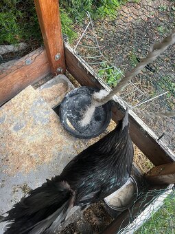 Kohout Ayam Cemani - 3