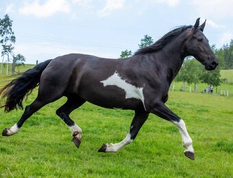 klisna Barock pinto, 5 let - 3