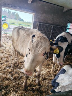 Březí jalovice Holštýn - 3