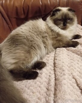 Skotská klapouchá, kotě, kočička. - 3