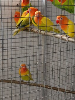 Agapornis Fishery - 3