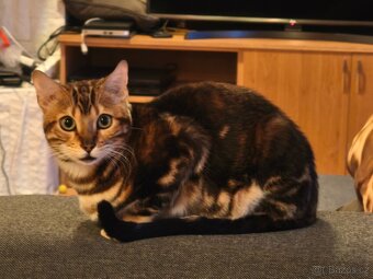 Bengálská kočka - 3