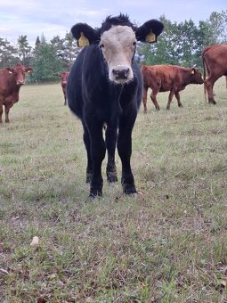 Jalovičky zástav - 3