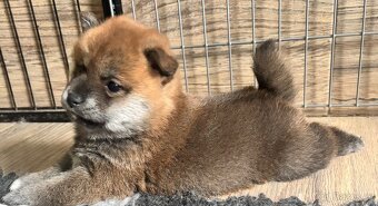 Shiba Inu s PP - 3