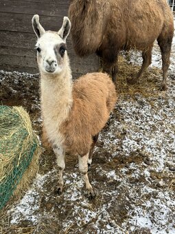 lama krotká - 3