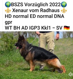 Německý ovčák s PP-štěňata - 3