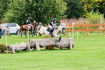 Pony valach do sportu - 3