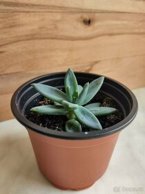 Echeveria hookeri - 3