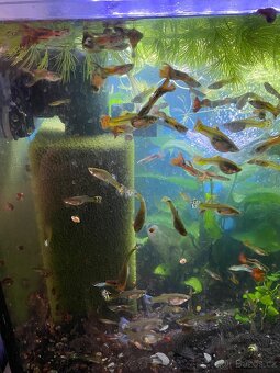 Akvarijni rybičky - 3