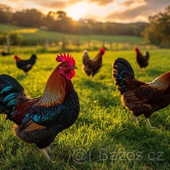 Kouhout Araukana, Ayam Cemani, Forverka, Brakelka - 3