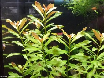 Ludwigia repens Česky  	zakucelka plazivá - 3