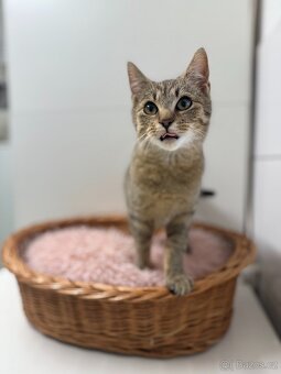 Pipin, mourovaté koťátko - 3