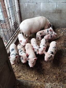 Kanec Kune -kune - 3