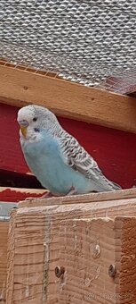 Andulka vlnkovaná - andulky - 3