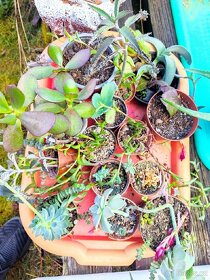 Kaktusy, sukulenty, pokojové rostliny - 3