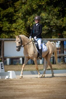 Pony B, valach 13let – drezura, parkur, ZZVJ, výstavy/ - 3