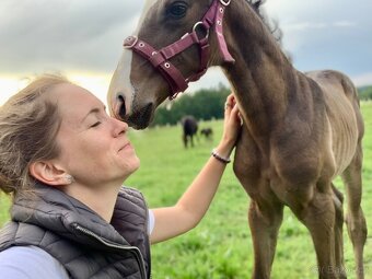 Lusitano klisna nar. 5/2024 - 3
