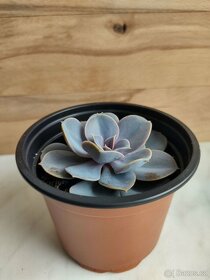 Echeveria perle von nurn - 3