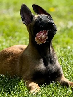 BELGICKÝ OVČÁK MALINOIS - 3