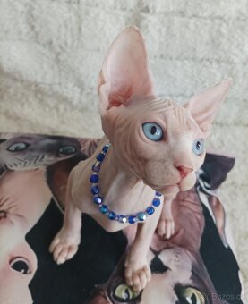 Kanadský Sphynx - 3