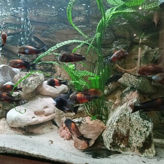 Prodám tropheus bemba a ancistrus - 3