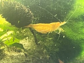 Krevetky žluté Yellow fire - Neocaridina davidi - 3