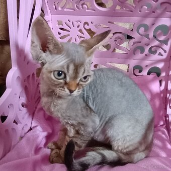 Devon rex - 3