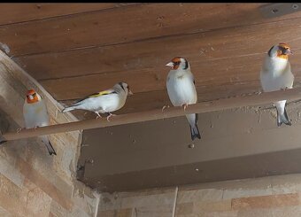 Mutační stehlíici achát major, kanáři,chovné Brno - 3