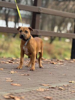 Americký stafordšírský teriér - 3